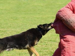 Man vs Dog, attaque de chien, activité adrénaline EVG Budapest